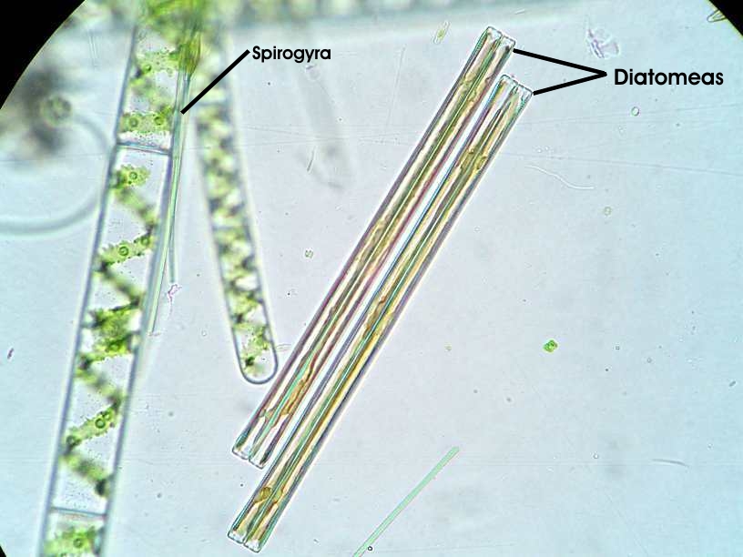 Resultado de imagen de algas al microscopio