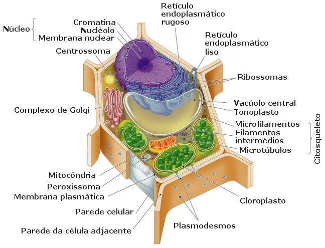 Resultado de imagen de El protoplasma y la célula