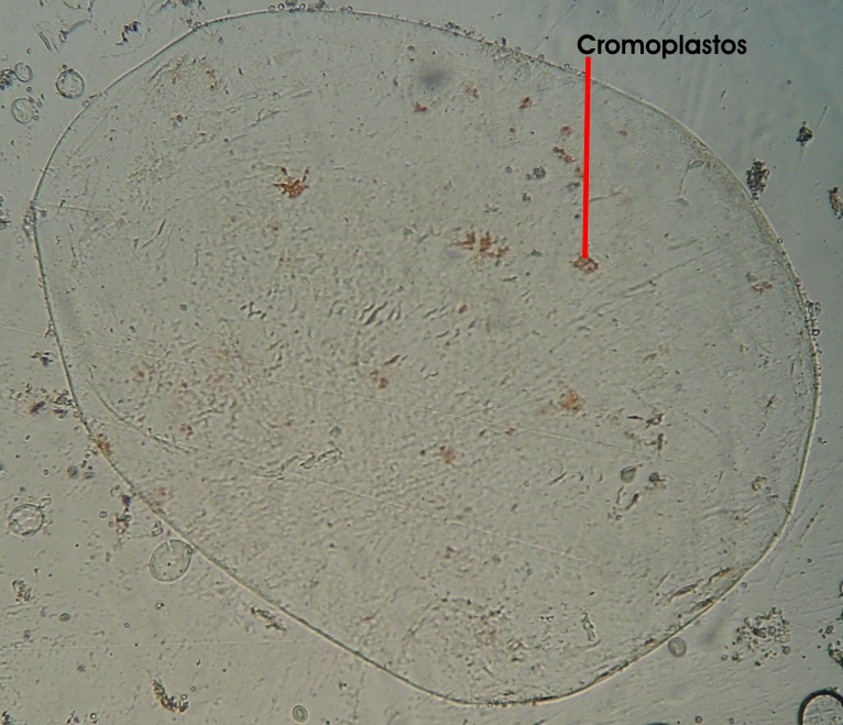 Resultado de imagen de celulas tomate microscopio