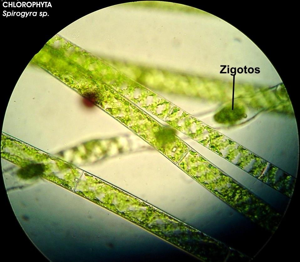 Спирогира нитчатая. Спирогира клетки микроскоп. Спирогира зеленая нитчатая водоросль. Нитчатый таллом спирогиры. Хроматофор спирогиры.